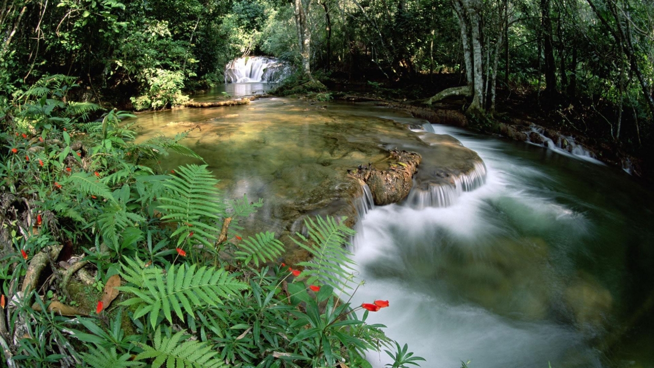 Beautiful Forest River for 1280 x 720 HDTV 720p resolution