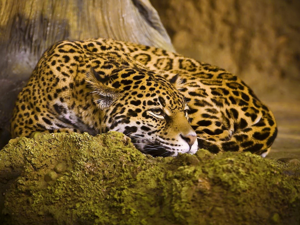 Beautiful Jaguar for 1024 x 768 resolution