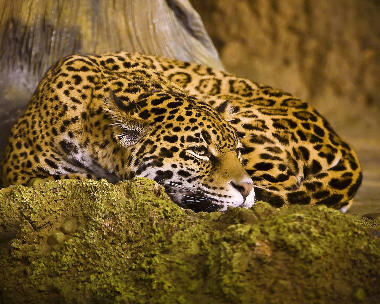 Beautiful Jaguar for 1280 x 1024 resolution