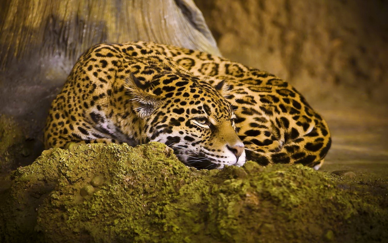 Beautiful Jaguar for 1280 x 800 widescreen resolution