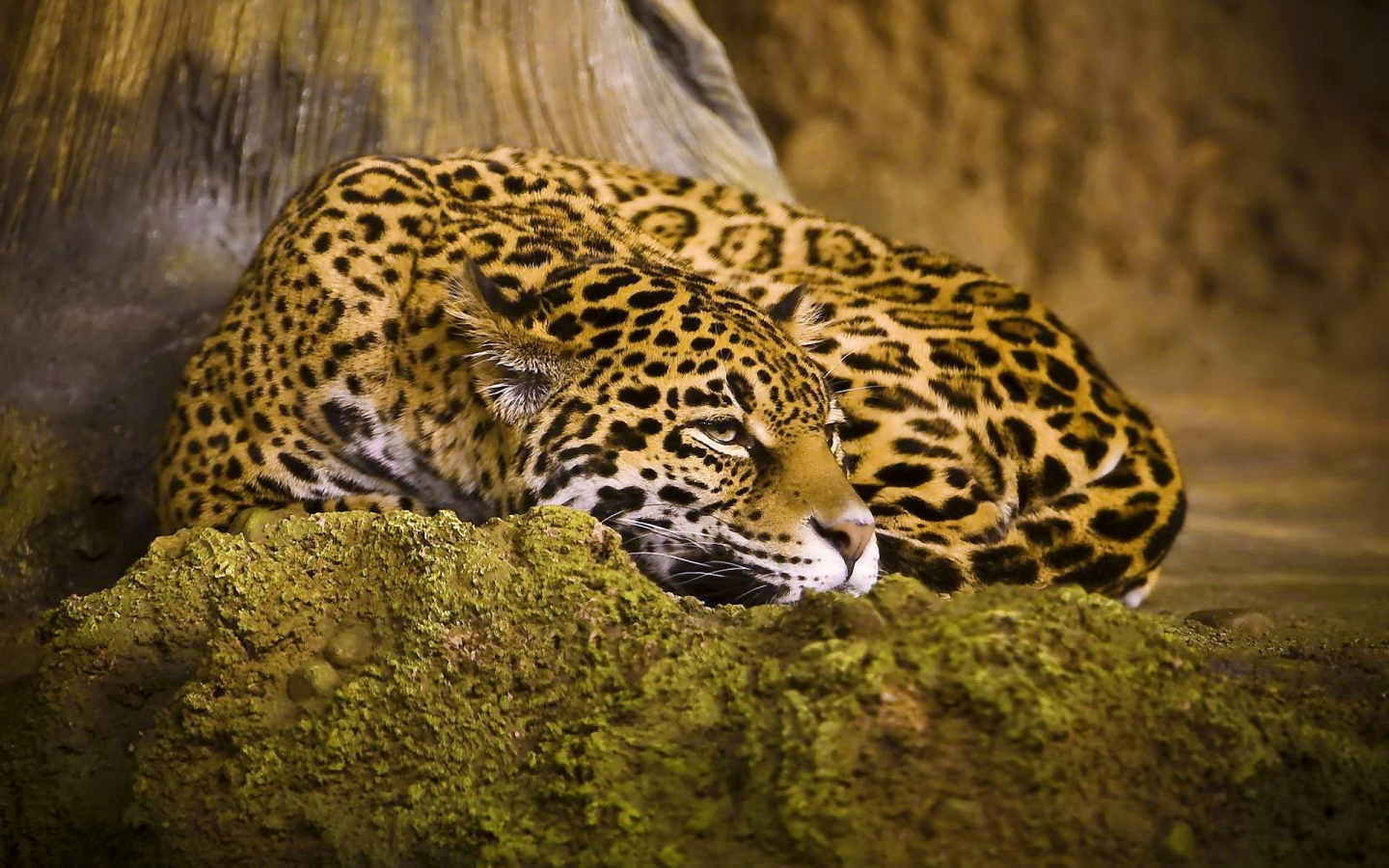 Beautiful Jaguar for 1440 x 900 widescreen resolution