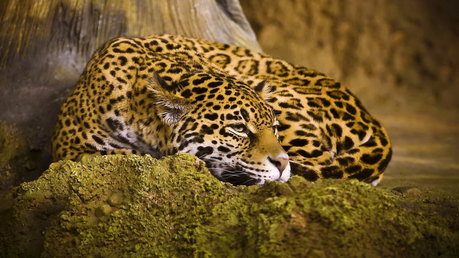 Beautiful Jaguar for 1536 x 864 HDTV resolution