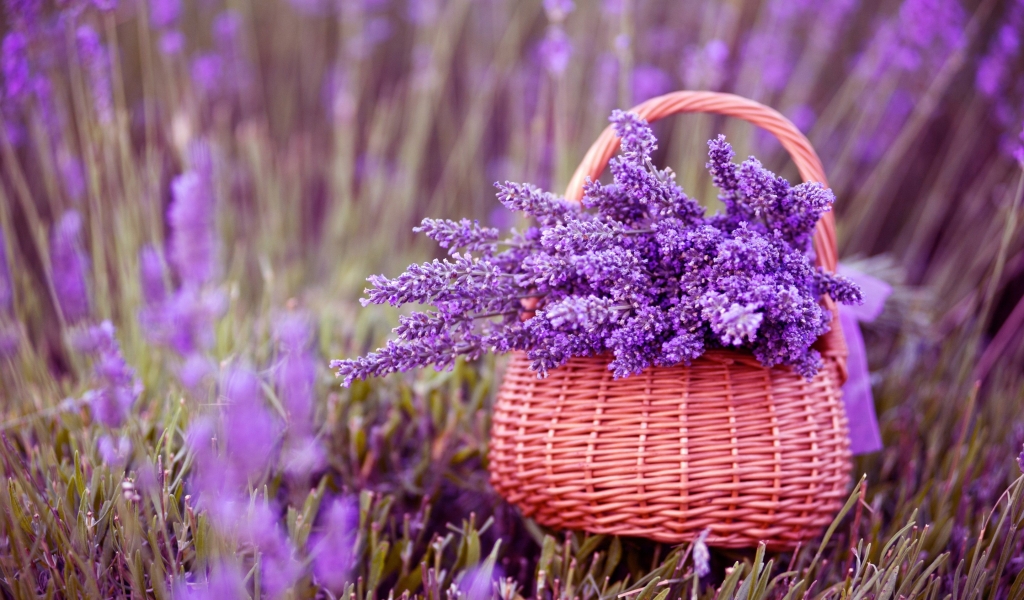 Beautiful Lavender Flowers for 1024 x 600 widescreen resolution