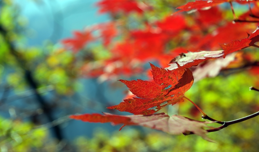 Beautiful Leaf Autumn for 1024 x 600 widescreen resolution