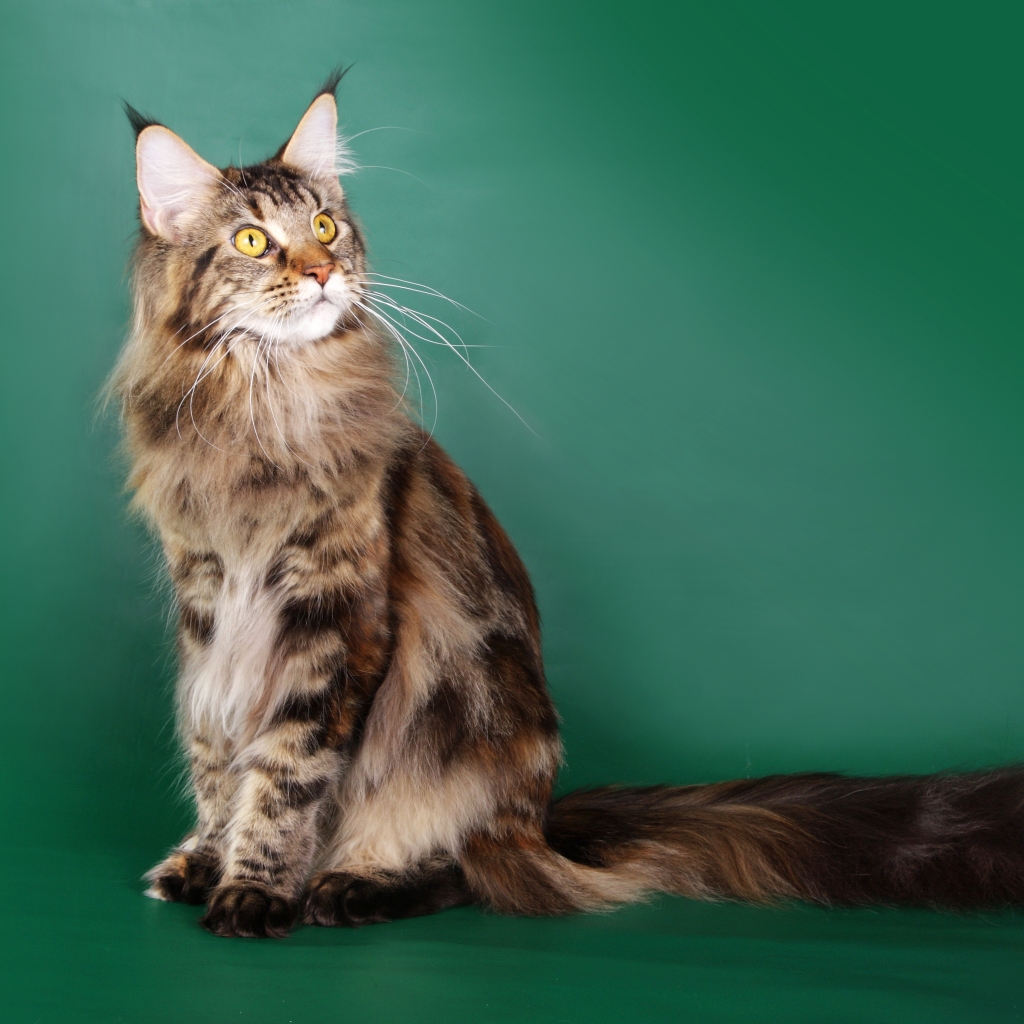 Beautiful Maine Coon Cat for 1024 x 1024 iPad resolution