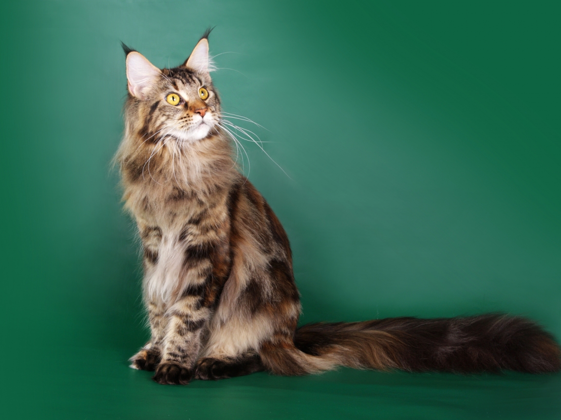 Beautiful Maine Coon Cat for 1152 x 864 resolution