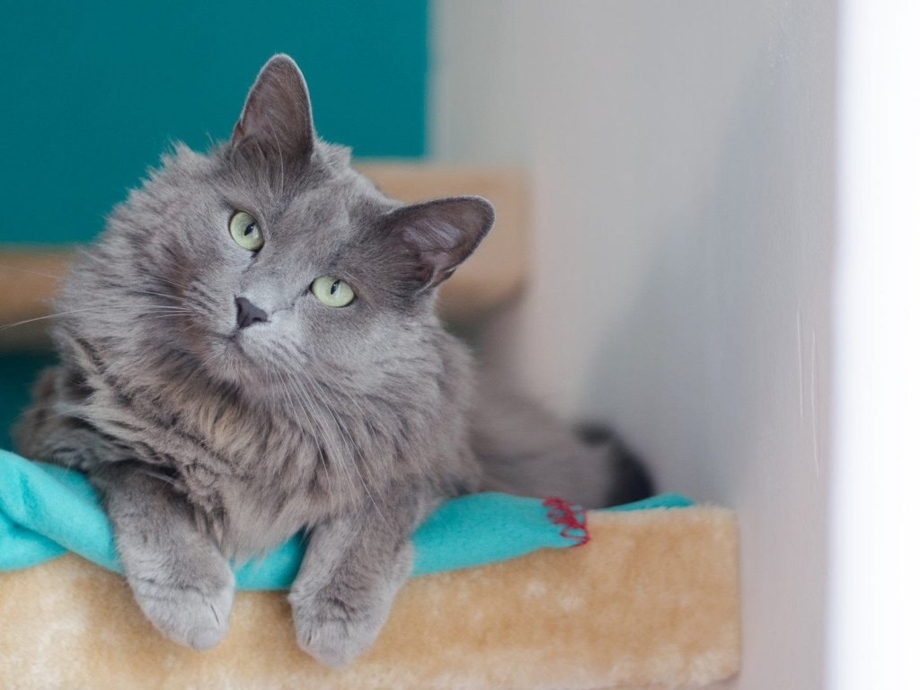 Beautiful Nebelung Cat for 1024 x 768 resolution