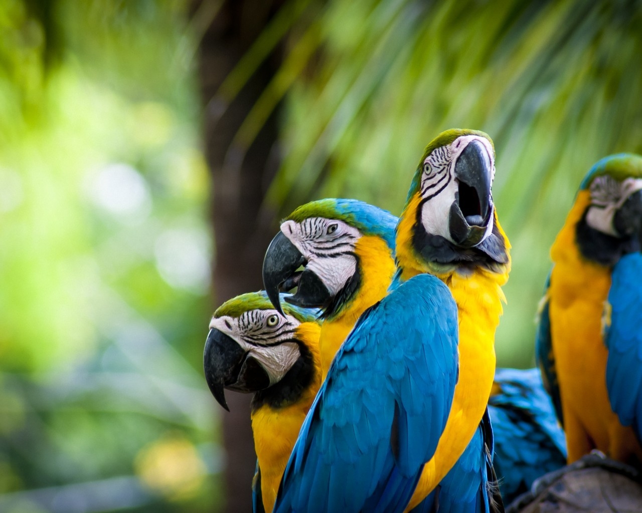 Beautiful Parrots Family for 1280 x 1024 resolution