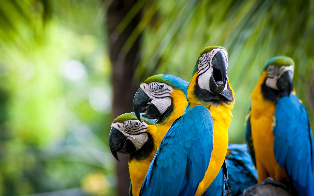 Beautiful Parrots Family for 1280 x 800 widescreen resolution