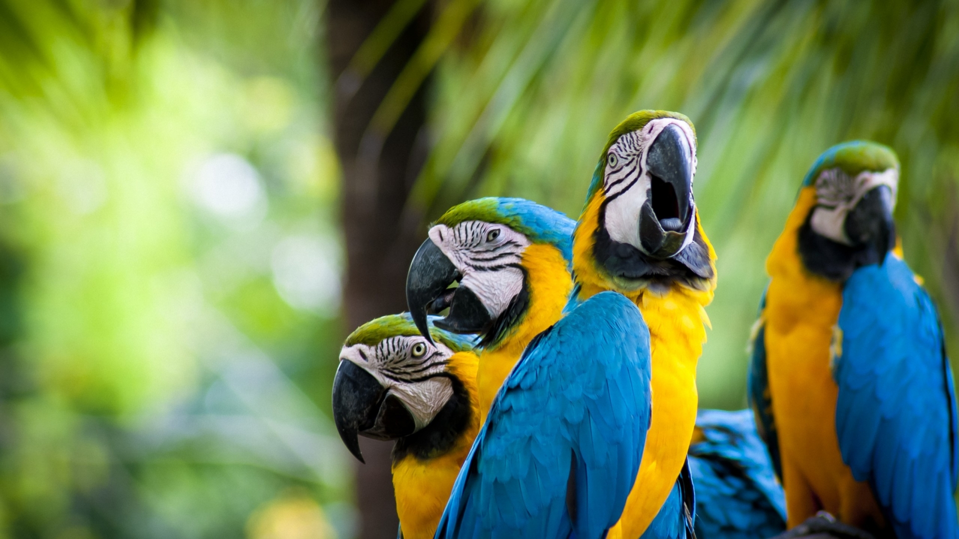 Beautiful Parrots Family for 1920 x 1080 HDTV 1080p resolution