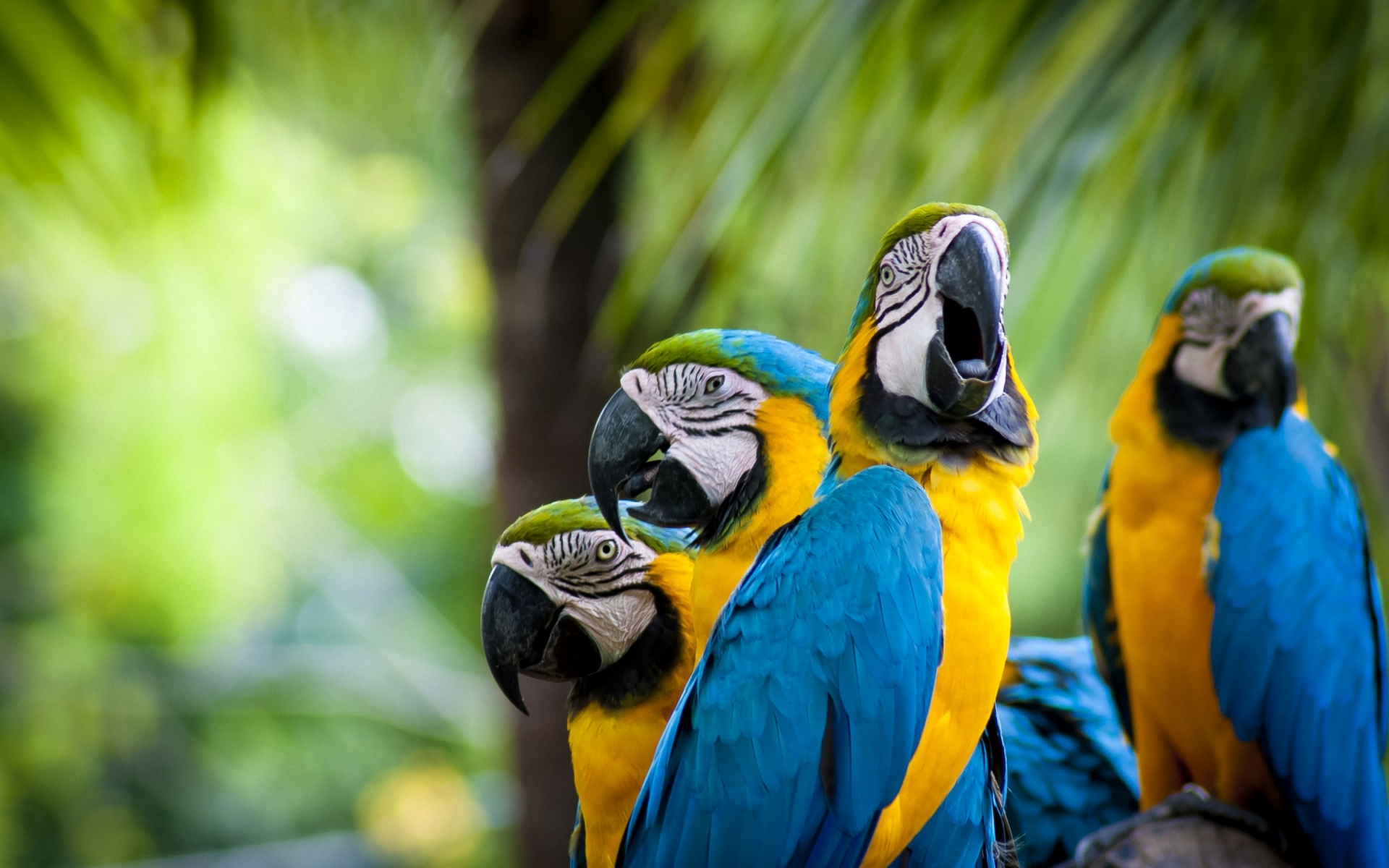Beautiful Parrots Family for 1920 x 1200 widescreen resolution