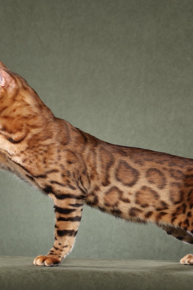 Beautiful Savannah Cat for 640 x 960 iPhone 4 resolution
