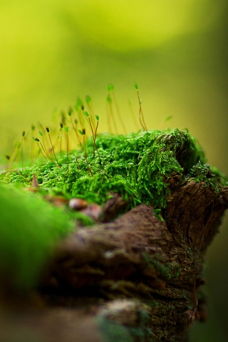 Beautiful tree moss for 320 x 480 iPhone resolution