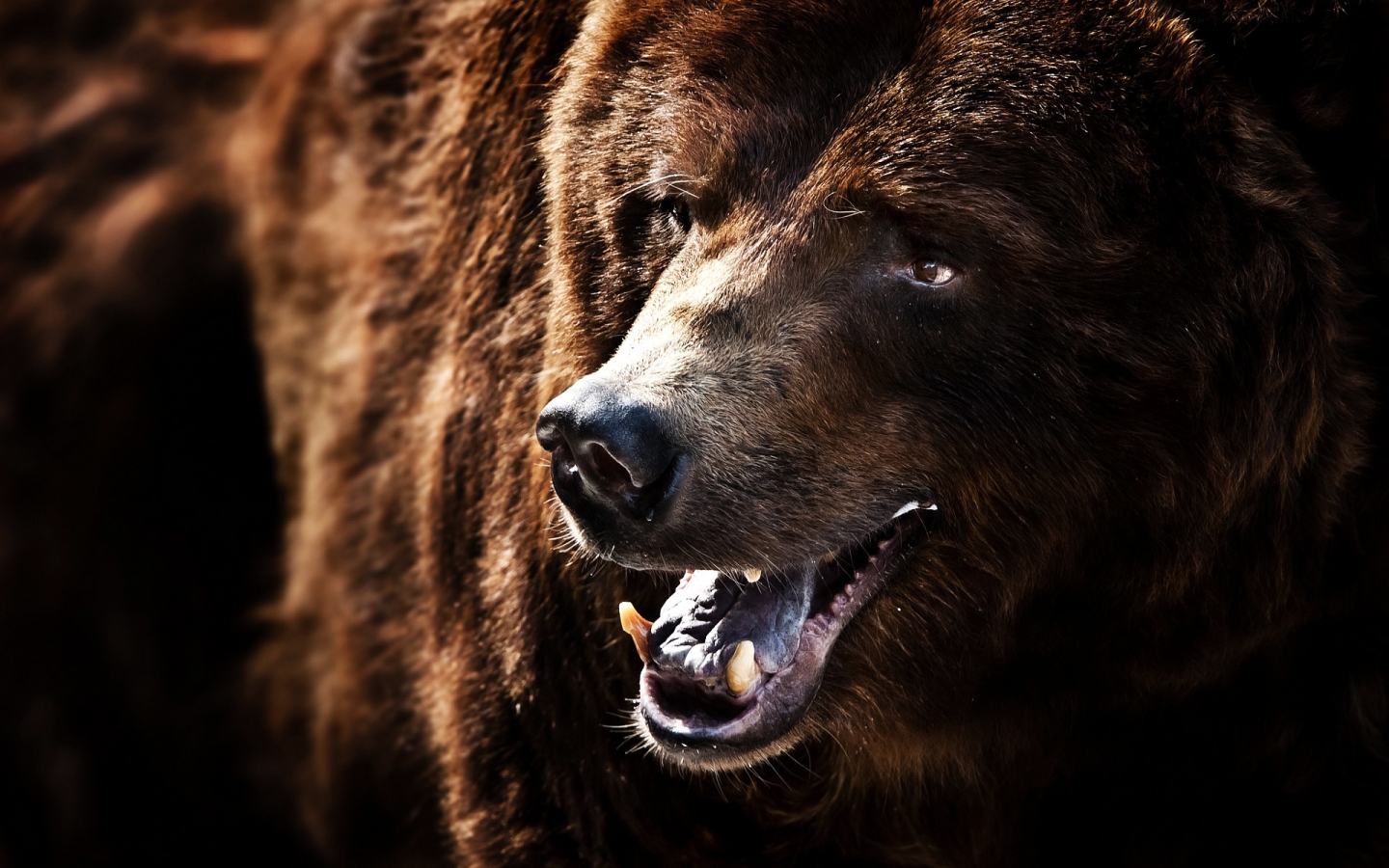 Big Brown Bear for 1440 x 900 widescreen resolution