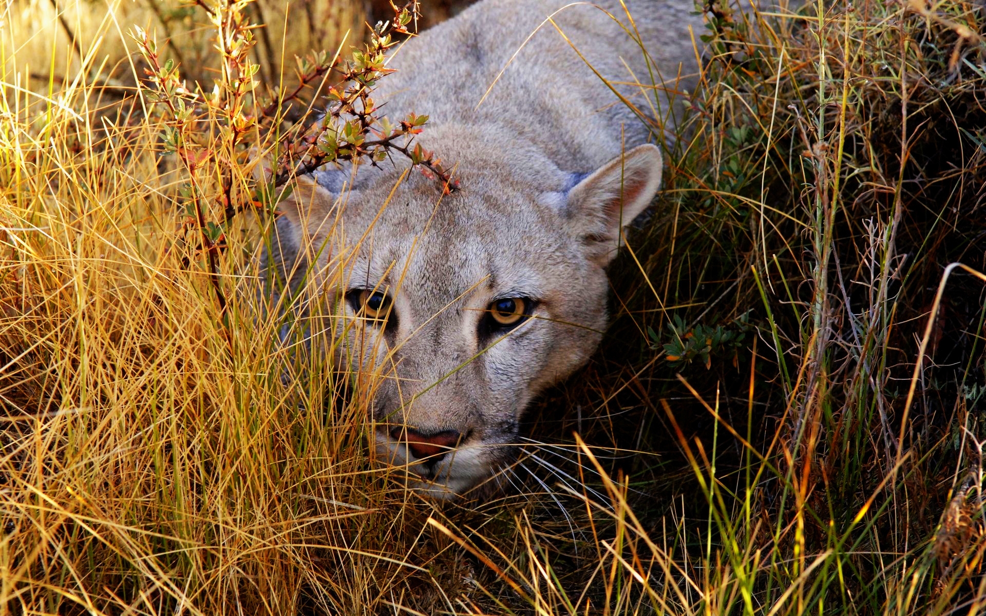 Big Cat Haunting for 1920 x 1200 widescreen resolution