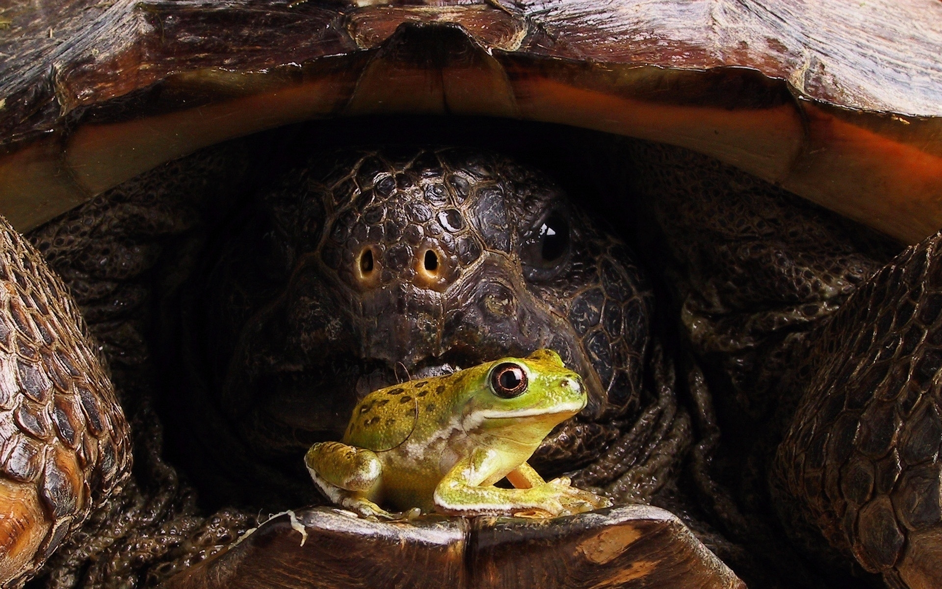 Big turtle and little frog for 1920 x 1200 widescreen resolution