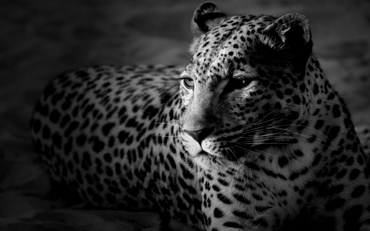 Black and White Leopard for 1280 x 800 widescreen resolution