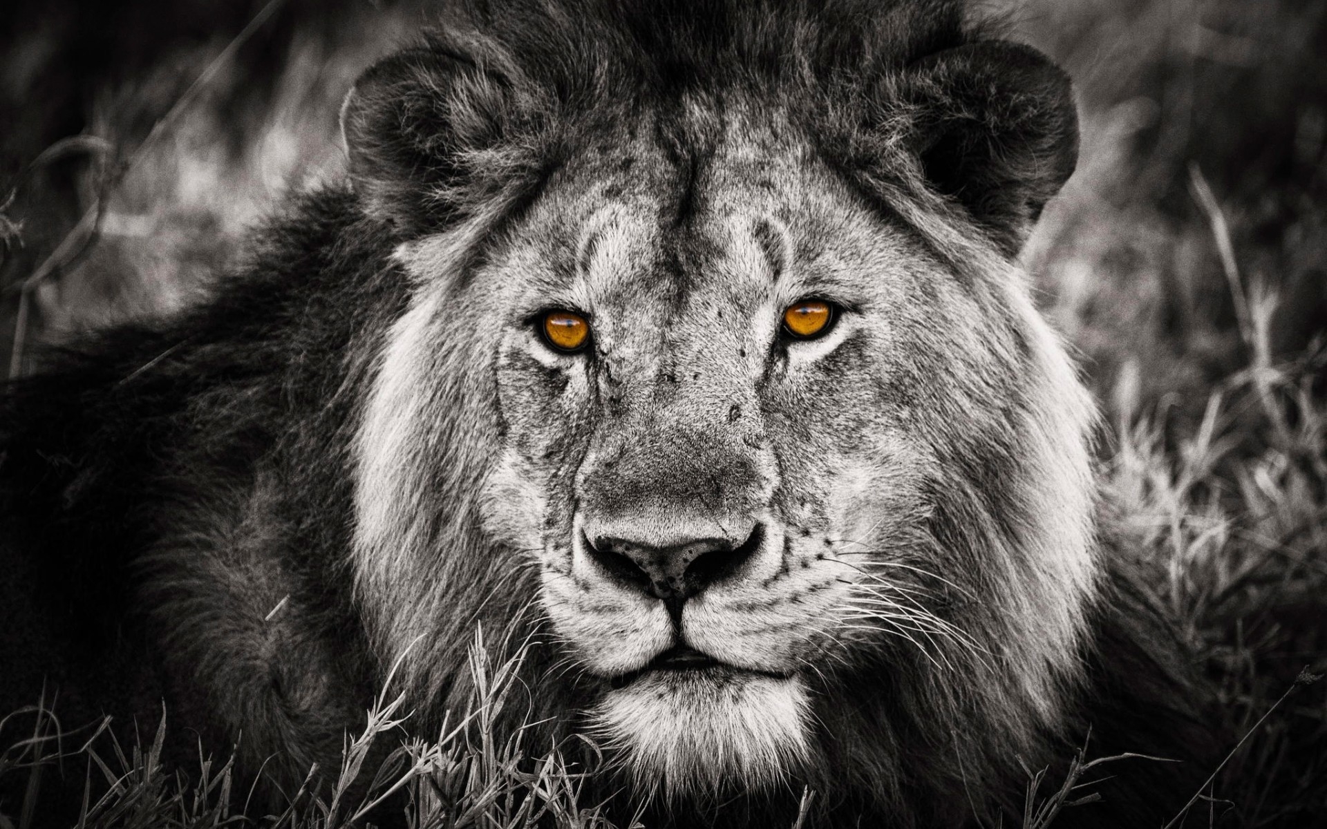 Black and White Lion Portrait for 1920 x 1200 widescreen resolution