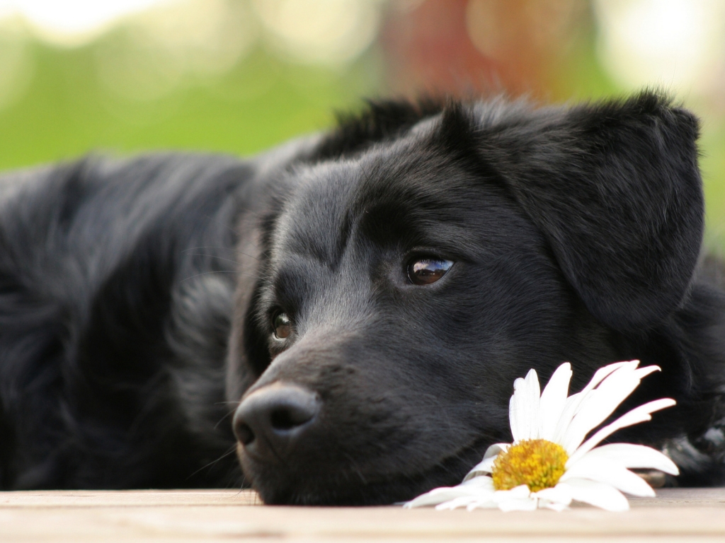 Black Beautiful Dog for 1024 x 768 resolution