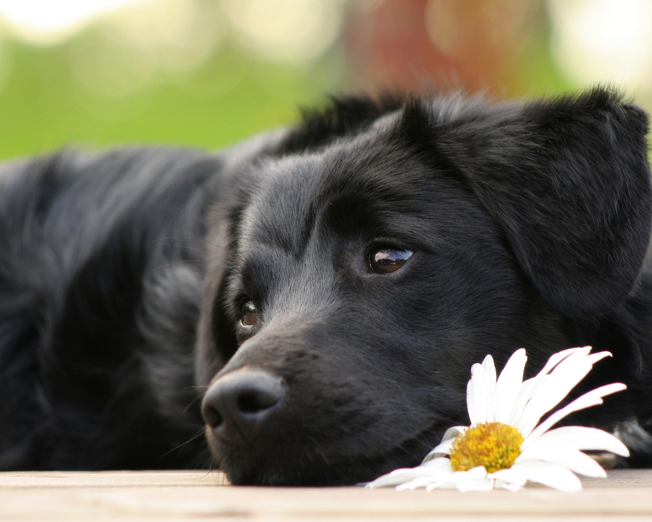 Black Beautiful Dog for 1280 x 1024 resolution