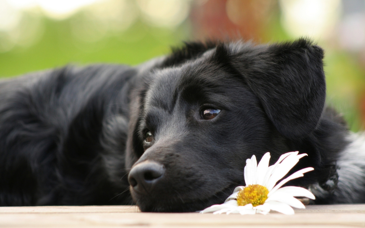 Black Beautiful Dog for 1280 x 800 widescreen resolution