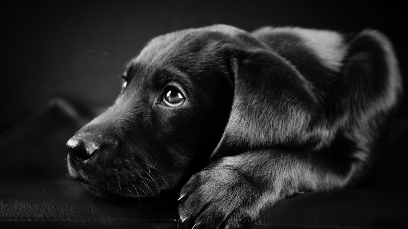 Black Labrador Puppy for 1366 x 768 HDTV resolution