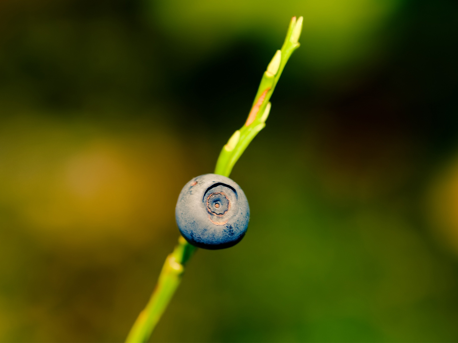 Blueberry for 1600 x 1200 resolution