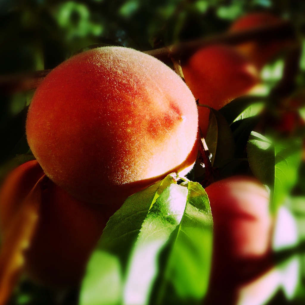 Blurry Peaches for 1024 x 1024 iPad resolution