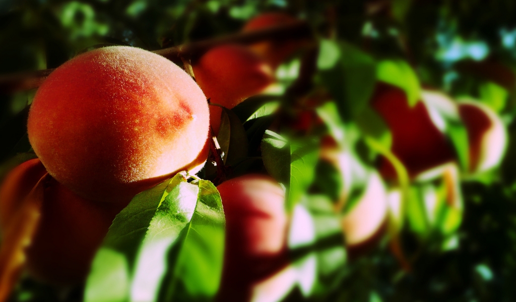 Blurry Peaches for 1024 x 600 widescreen resolution
