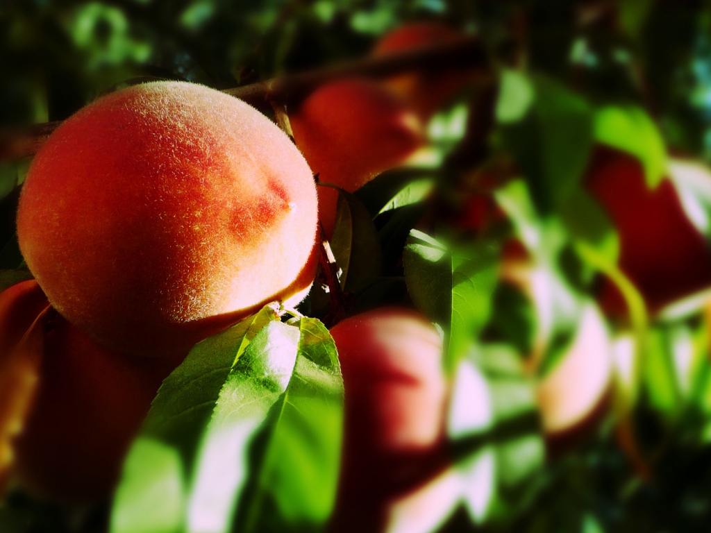 Blurry Peaches for 1024 x 768 resolution