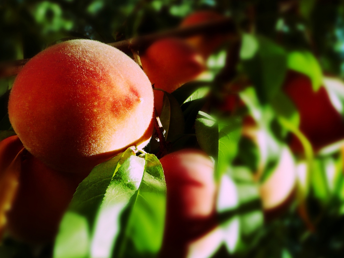 Blurry Peaches for 1152 x 864 resolution
