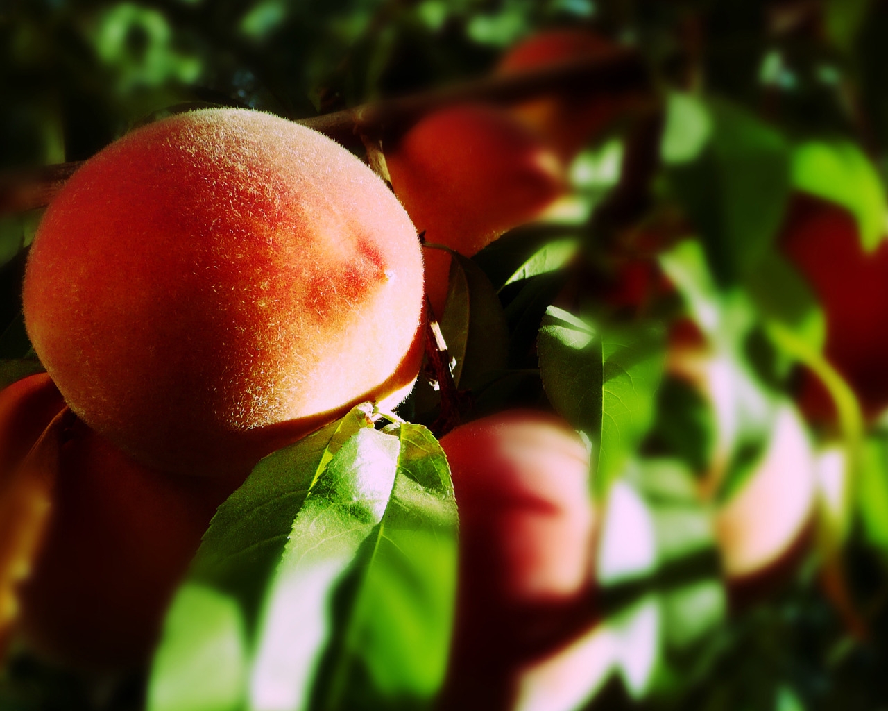 Blurry Peaches for 1280 x 1024 resolution