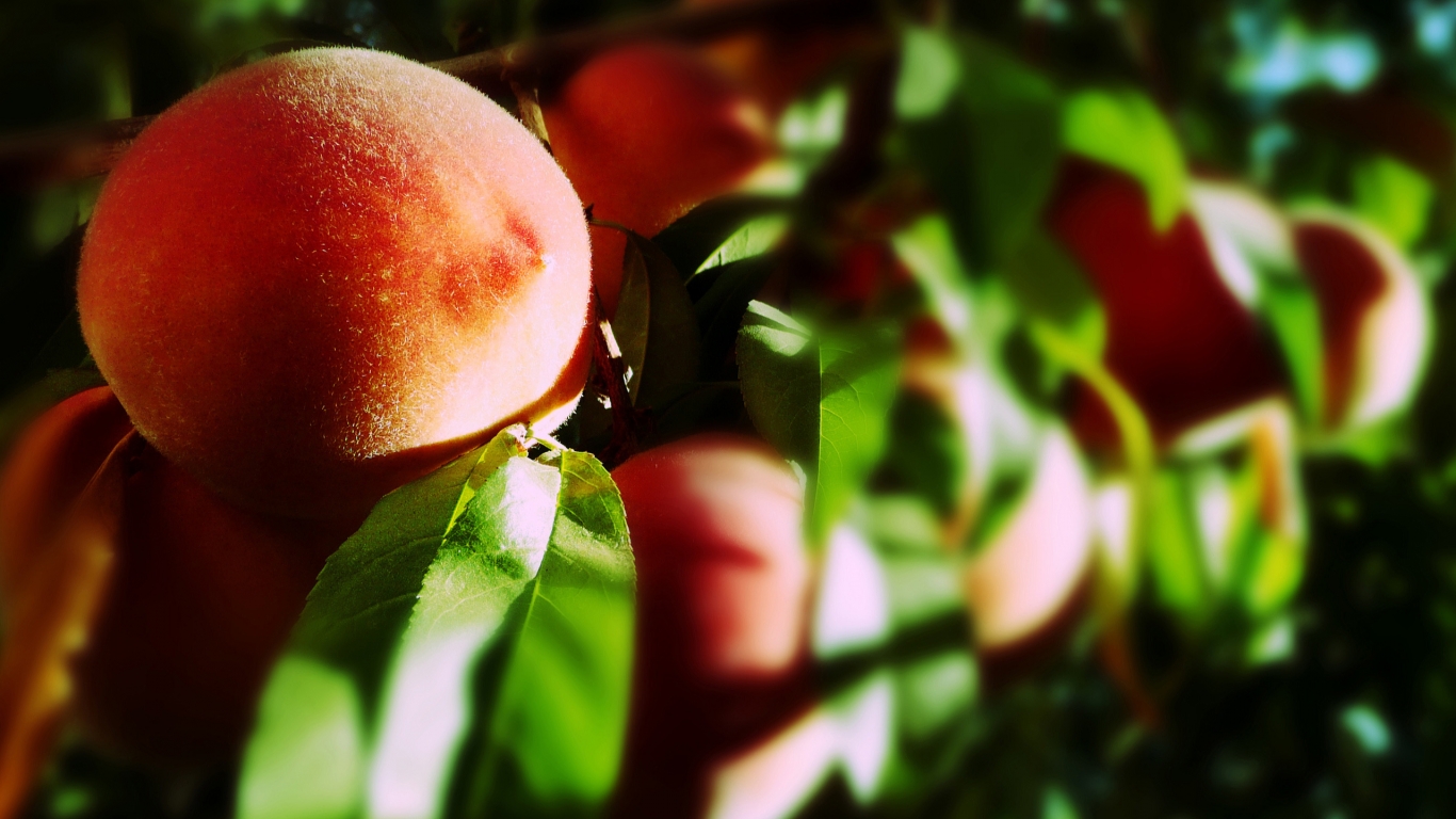 Blurry Peaches for 1366 x 768 HDTV resolution
