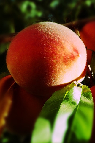 Blurry Peaches for 320 x 480 iPhone resolution