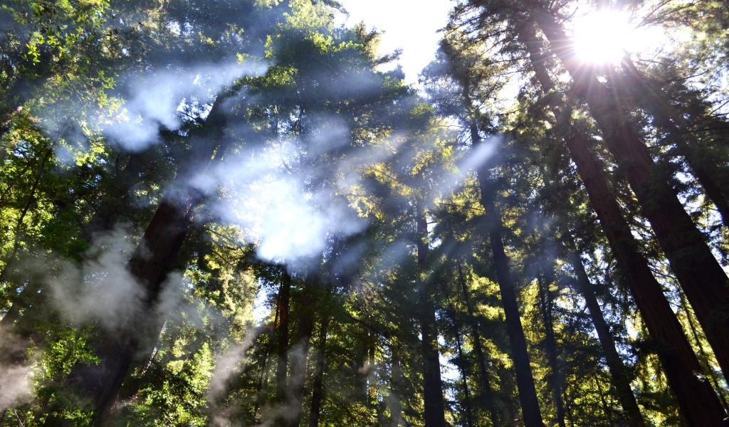 Breaking through the Trees for 1024 x 600 widescreen resolution