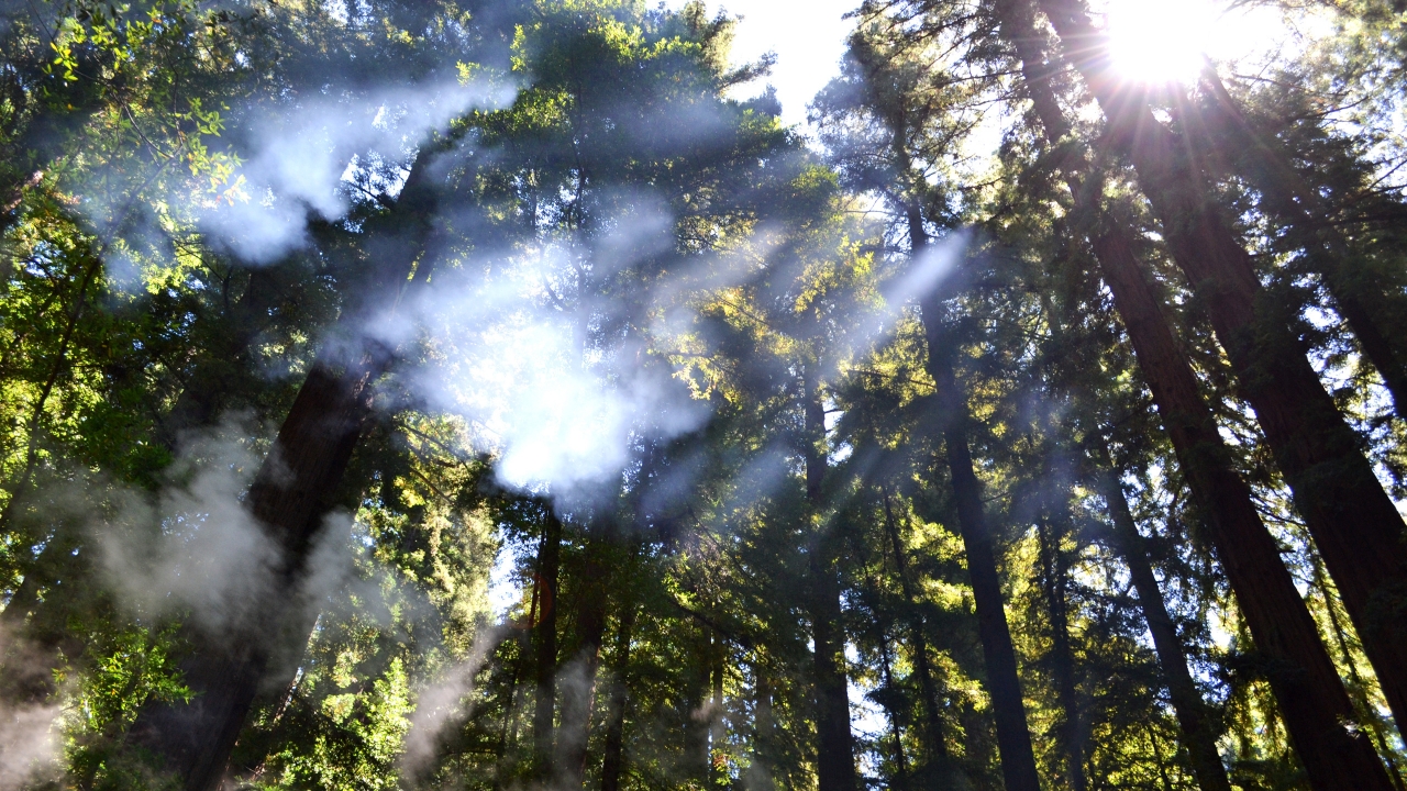 Breaking through the Trees for 1280 x 720 HDTV 720p resolution
