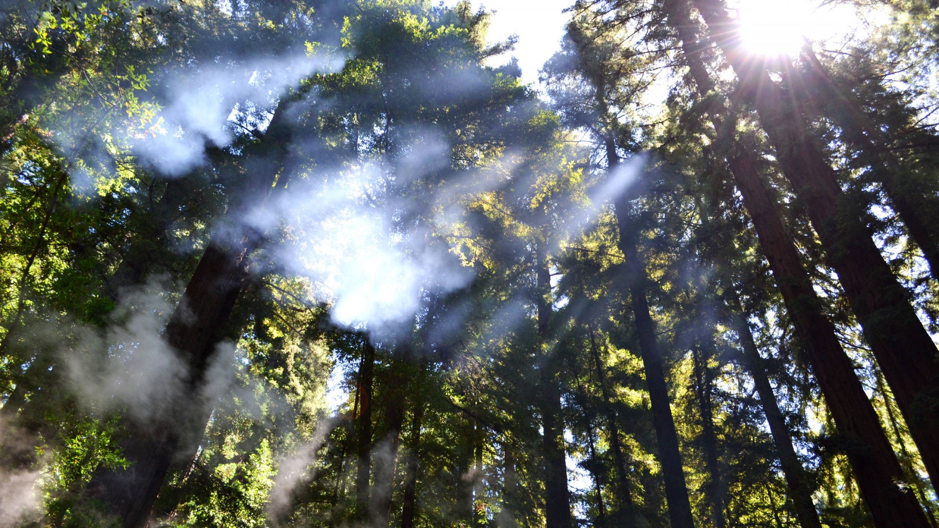 Breaking through the Trees for 1920 x 1080 HDTV 1080p resolution
