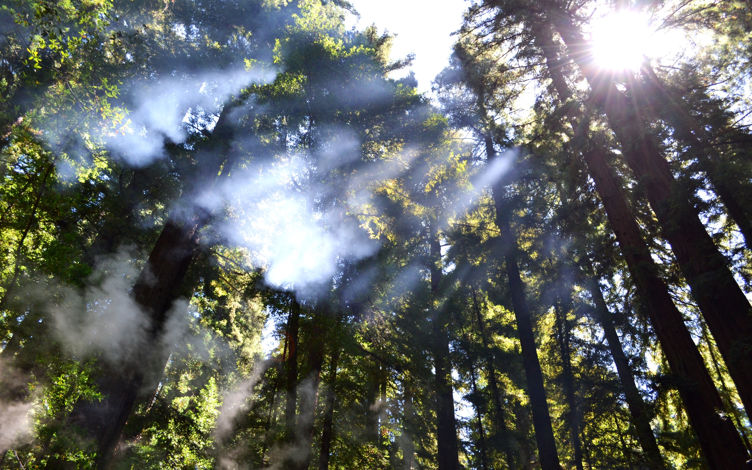 Breaking through the Trees for 2560 x 1600 widescreen resolution