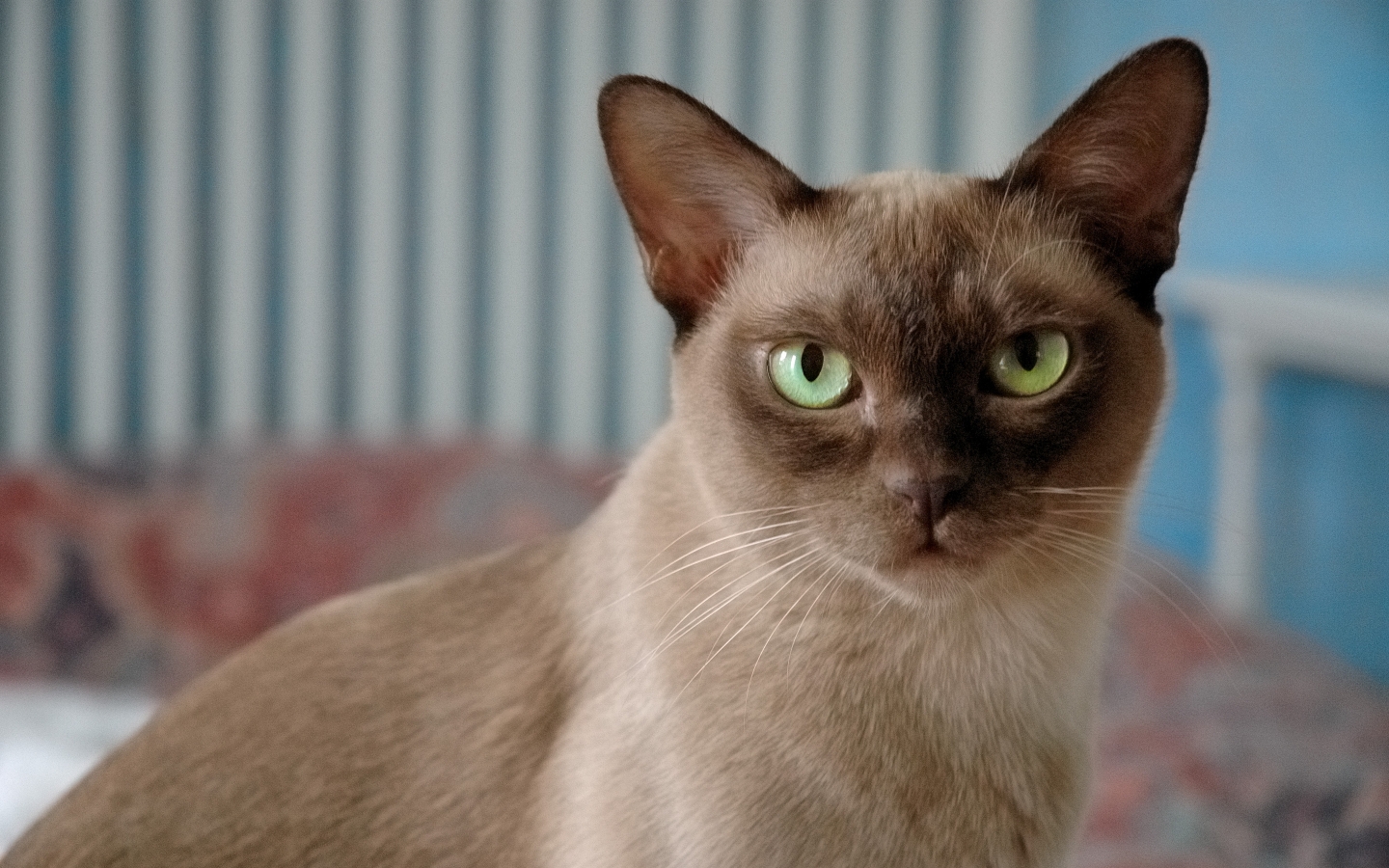 British Burmese Cat for 1440 x 900 widescreen resolution