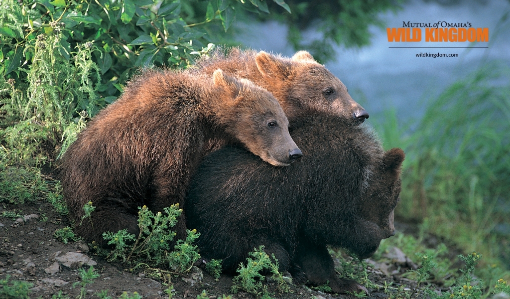 Brown Bears for 1024 x 600 widescreen resolution