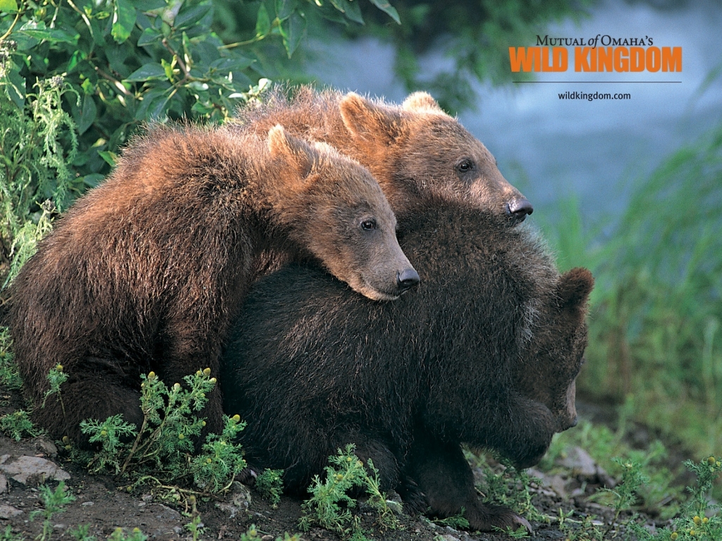 Brown Bears for 1024 x 768 resolution