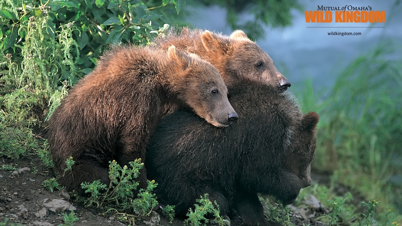 Brown Bears for 1280 x 720 HDTV 720p resolution