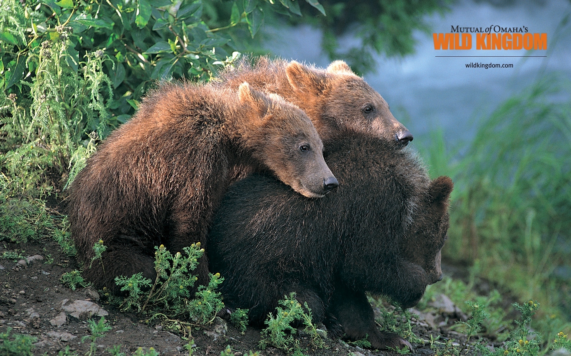 Brown Bears for 1920 x 1200 widescreen resolution
