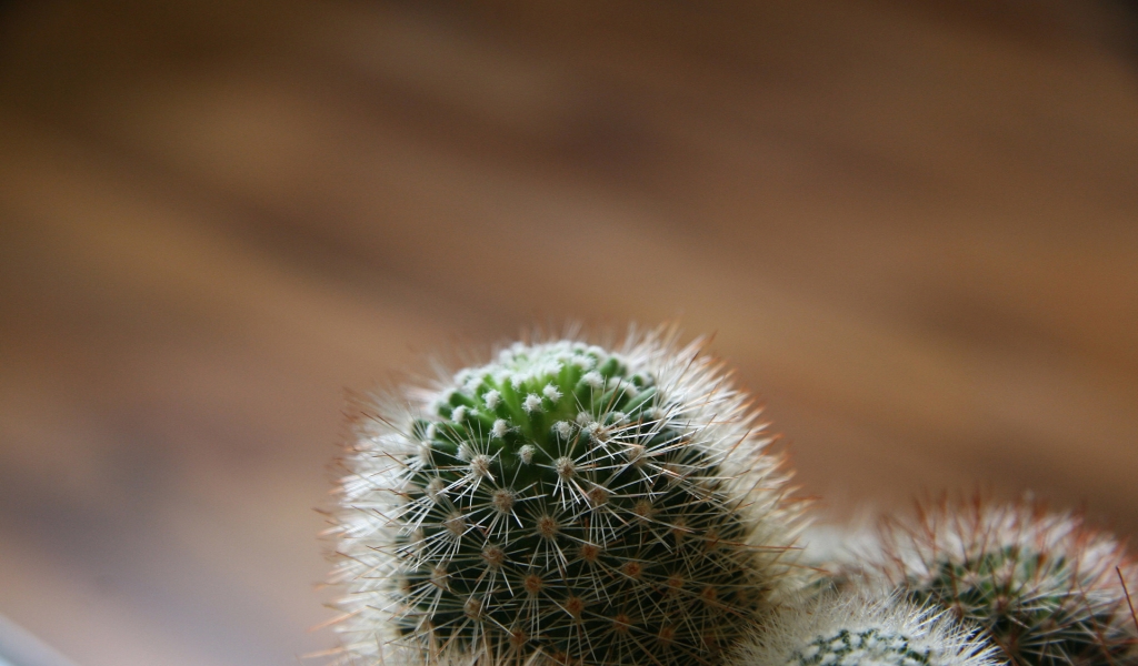 Cactus overview for 1024 x 600 widescreen resolution
