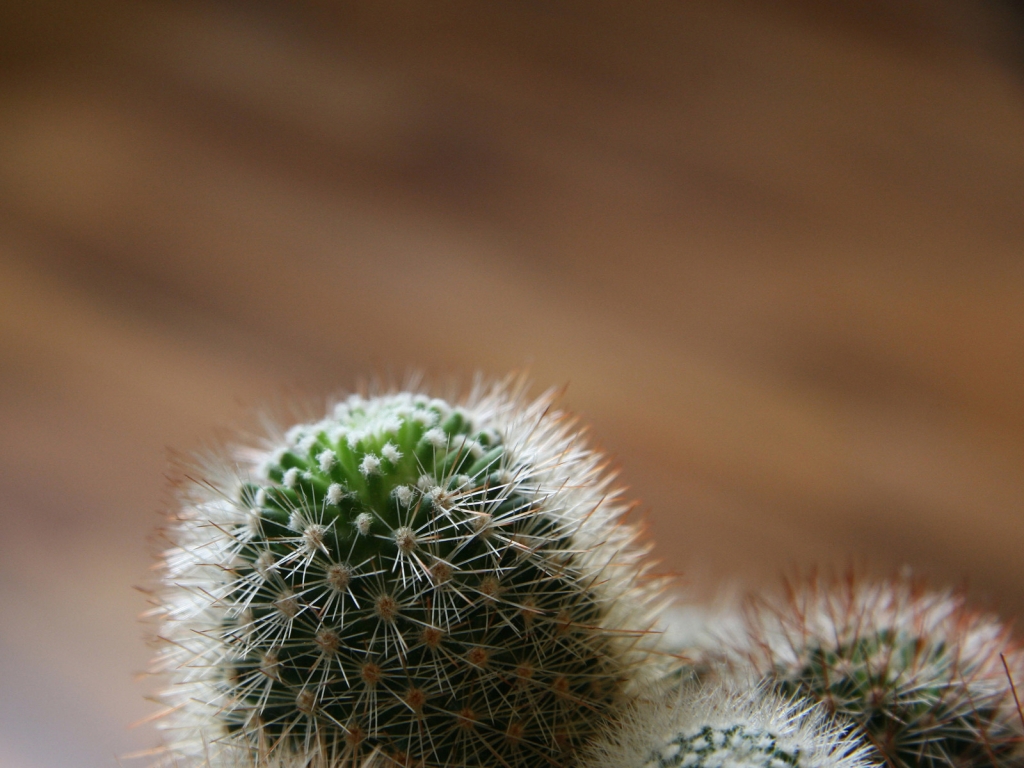 Cactus overview for 1024 x 768 resolution