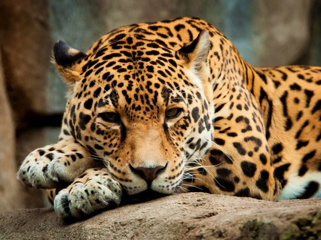 Calm Jaguar for 1024 x 768 resolution