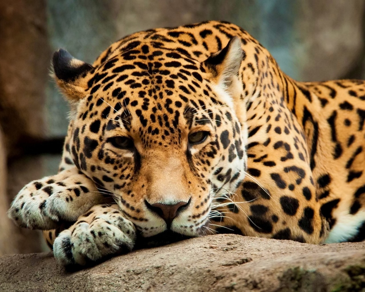 Calm Jaguar for 1280 x 1024 resolution