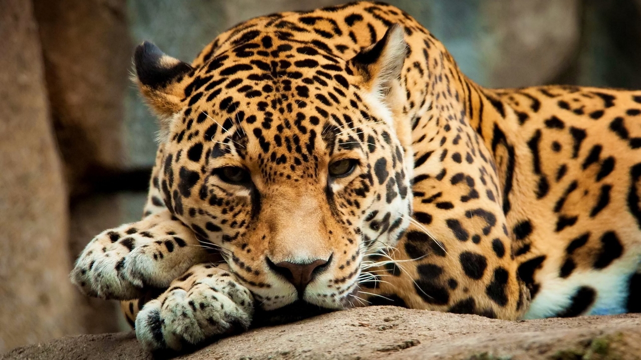 Calm Jaguar for 1280 x 720 HDTV 720p resolution