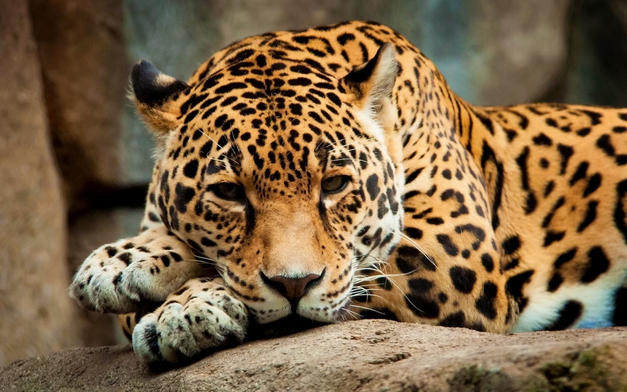 Calm Jaguar for 1280 x 800 widescreen resolution