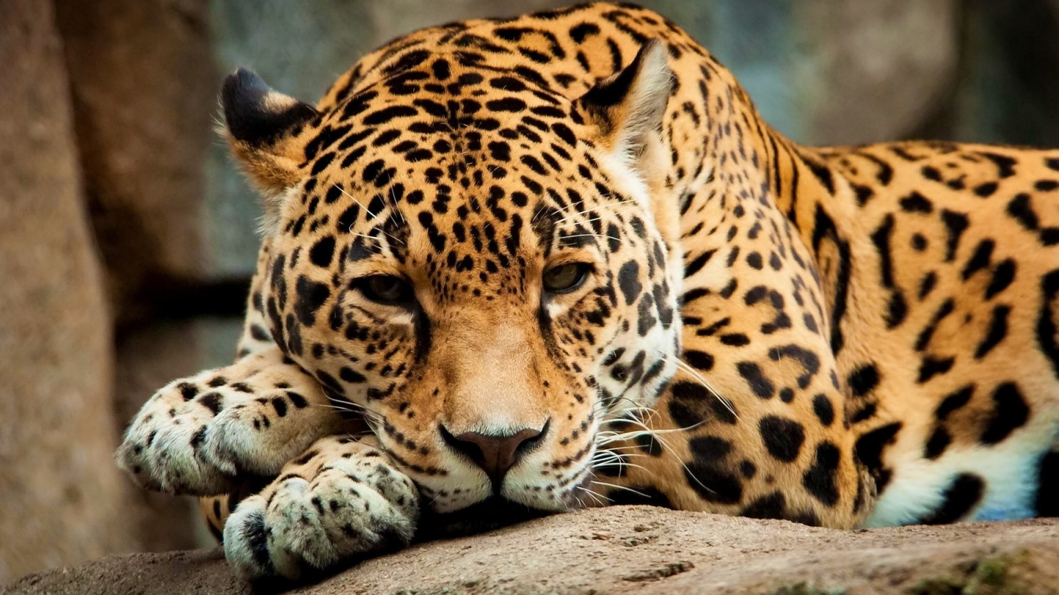 Calm Jaguar for 1536 x 864 HDTV resolution